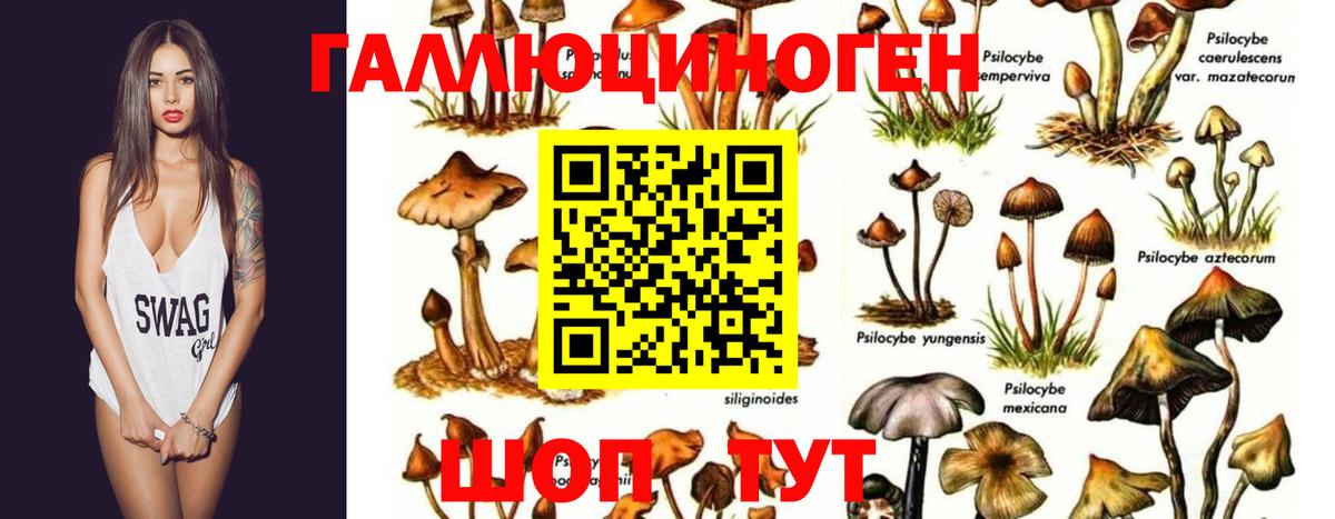Псилоцибиновые грибы Psilocybe Ликино-Дулёво